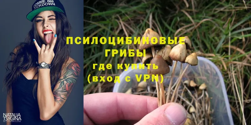 Галлюциногенные грибы Cubensis  Апшеронск 